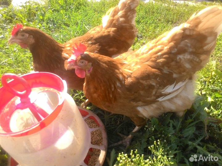 Куры Несушки, Бесплатная доставка