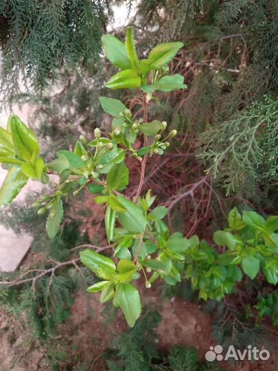 Отводок вишни