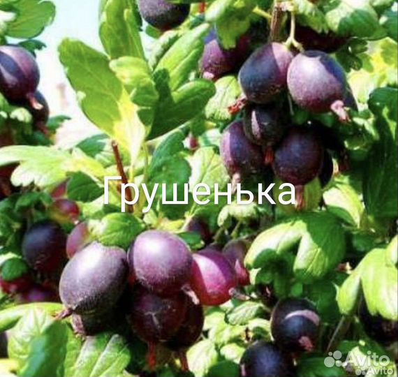 Крыжовник