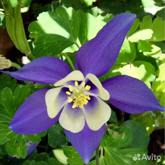 Аквилегия (Водосбор) голубая Spring Magic Blue and