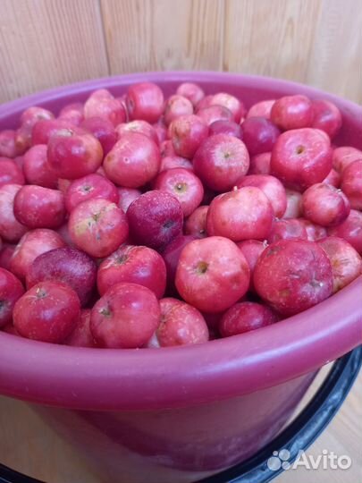 Продам ранетку