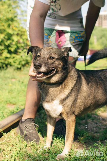 Нежная собака Булочка в добрые руки