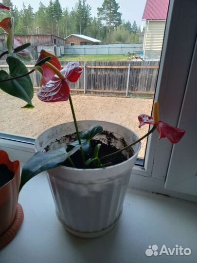 Комнатные цветы антуриум