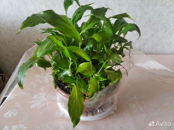 Спацифиллум 