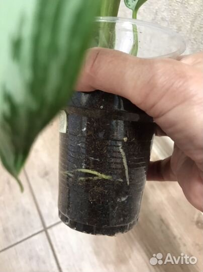 Аглаонема Сильвер бей