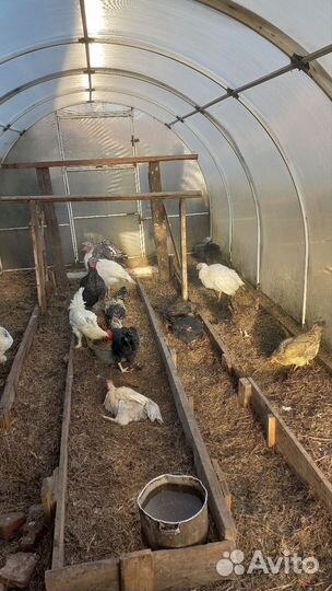 Курицы Петухи