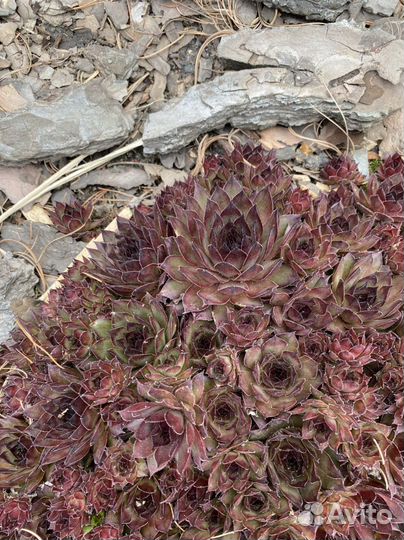 Молодило каменная роза