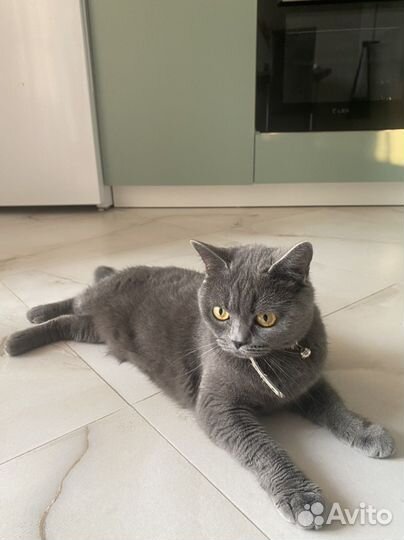 Кошка британка