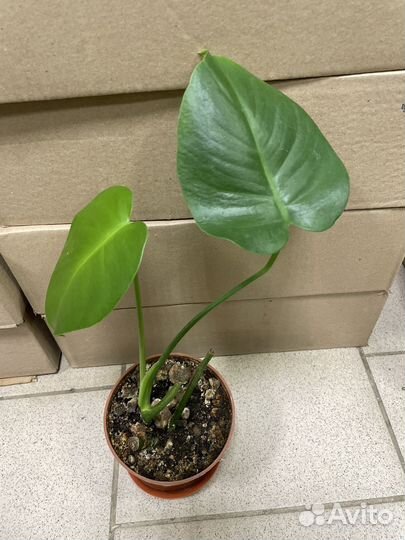 Комнатные растения