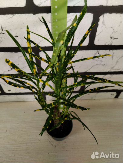 Кротон пиктум на штамбе