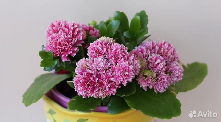 Каланхоэ (3 цветения)