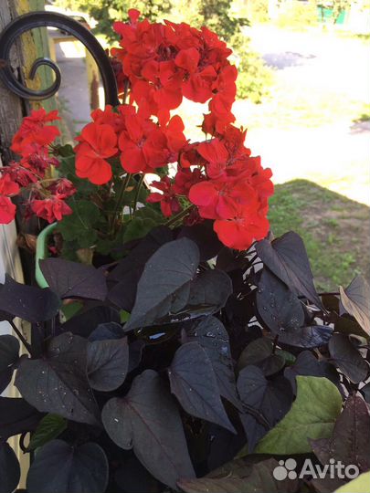 Ипомея батат