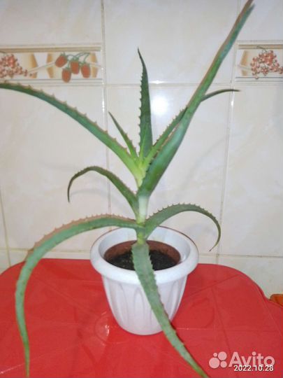 Алоэ лечебный и другие