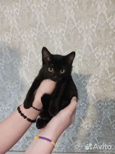 Кошка в дар бесплатно