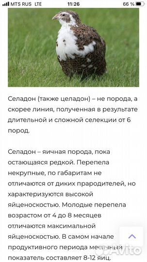 Перепела суточные,Цыплята селадоны И Я разное