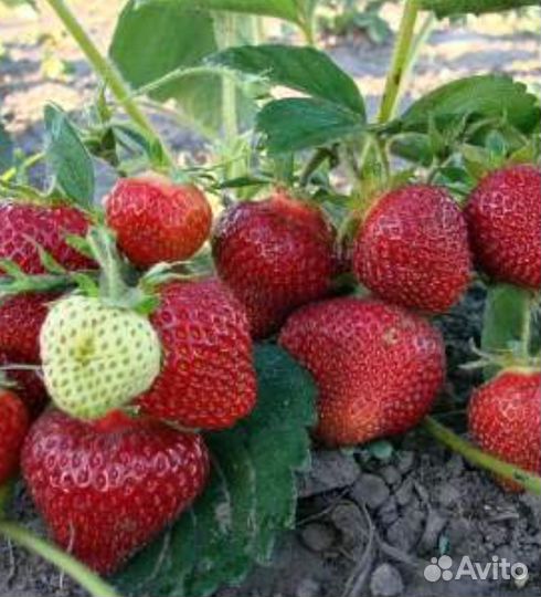 Клубника Мурано