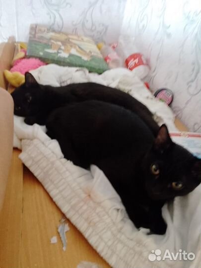 Котята в добрые руки бесплатно