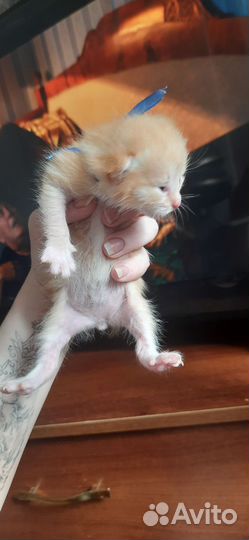 Домашние животные котята