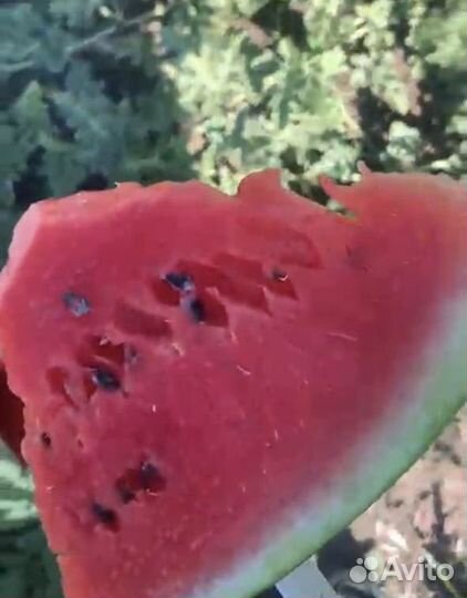 Арбуз Каристан с поля оптом