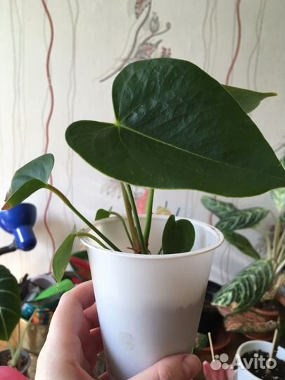 Антуриумы Разные