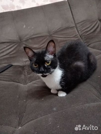 Отдам в добрые руки