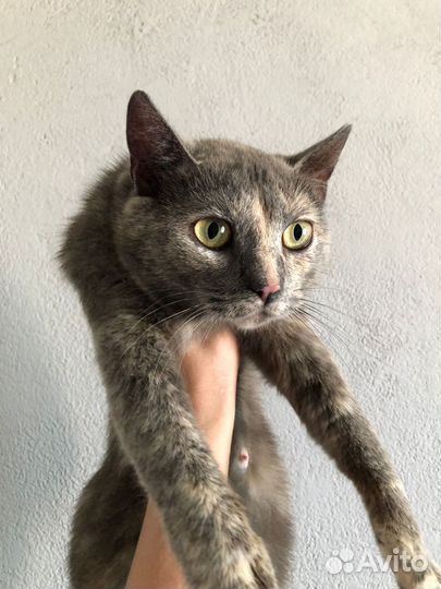 Кошка в добрые руки