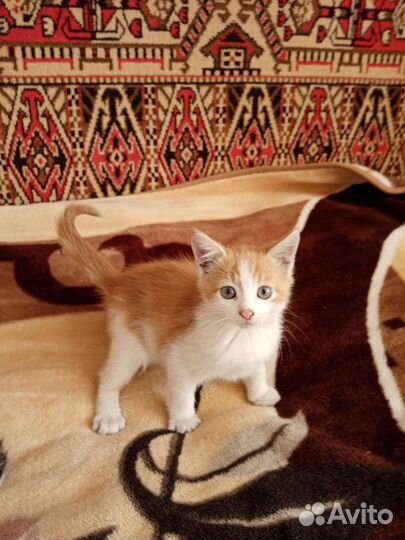 Котята