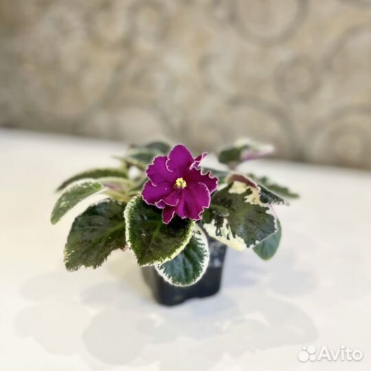 Фиалка цветущая 