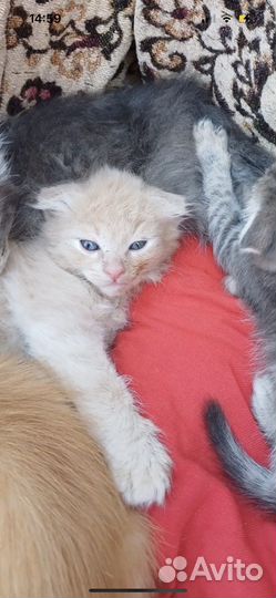 Котята в добрые руки