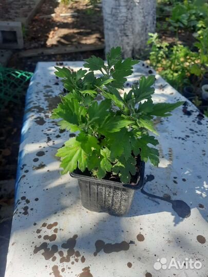 Хризантемы мультифлора