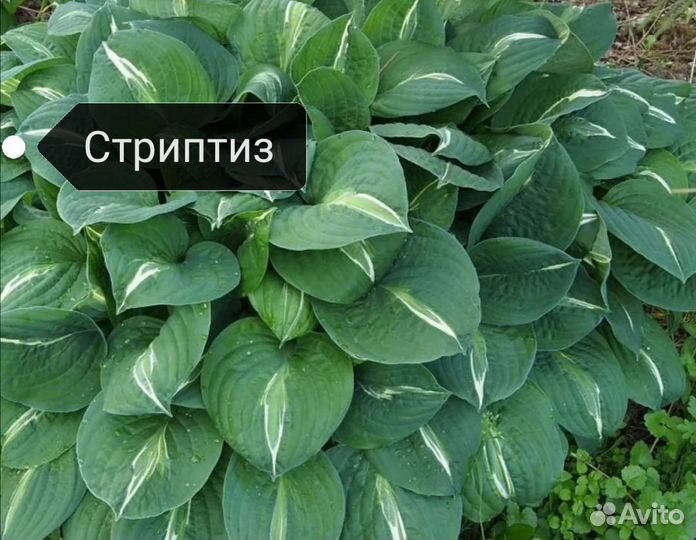 Хоста растение