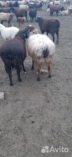 Ярки Бараны