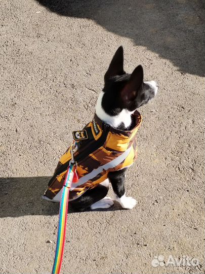 Жилетка для собаки
