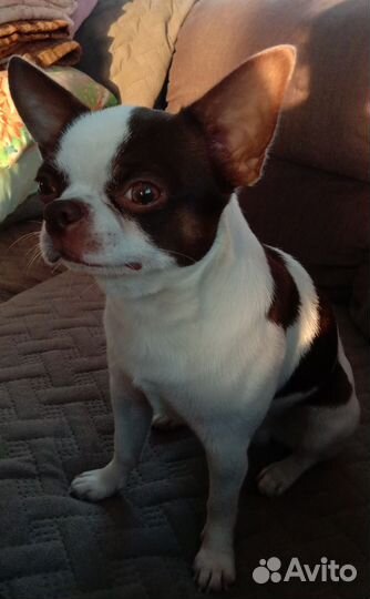 Чихуахуа вязка