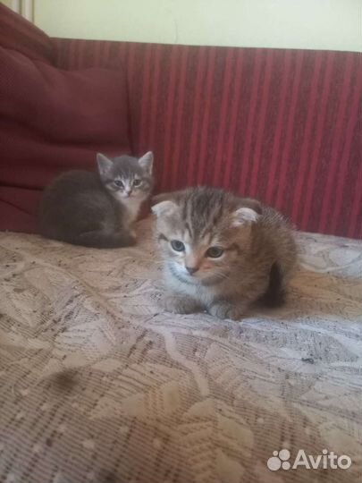 Вислоухие котята