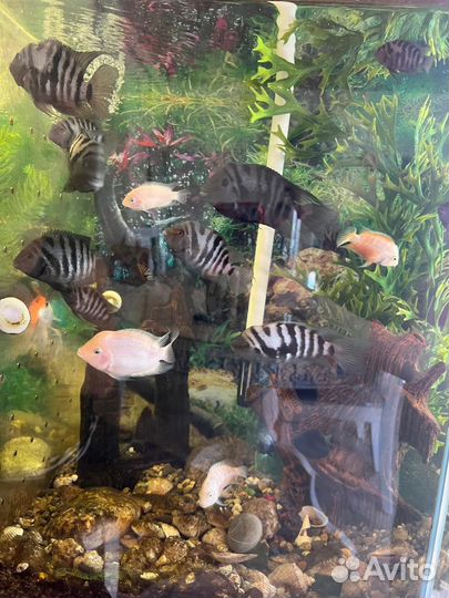 Аквариумные рыбки