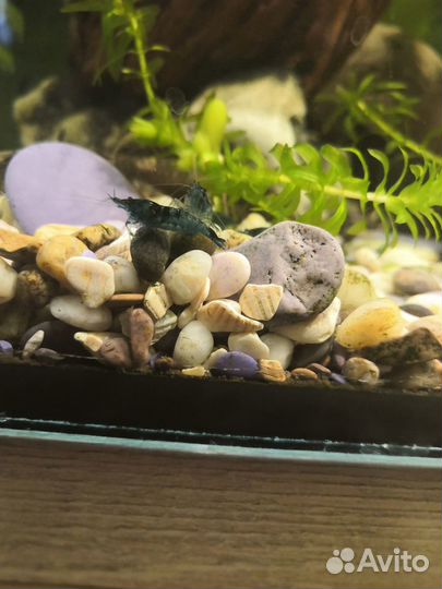 Креветки блю дрим