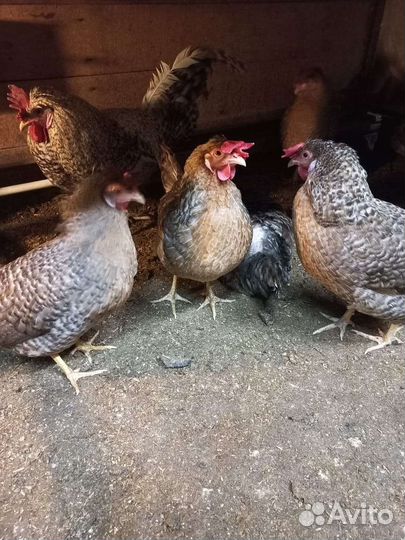 Распродаём хозяйство, куры разных пород
