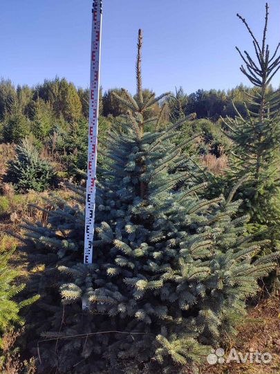Ель голубая оптом