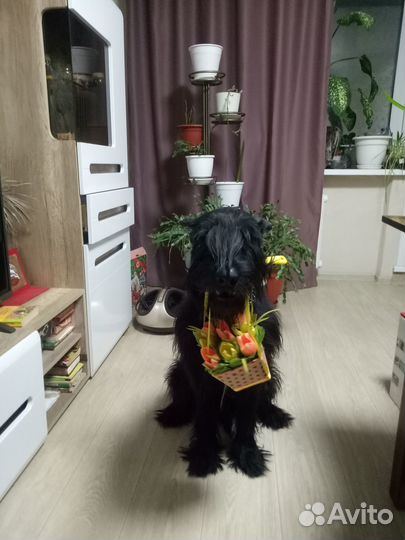 Домашние животные собаки