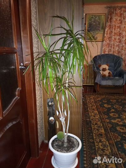 Пальма драцена