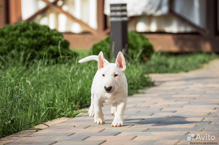 Миниатюрный бультерьер