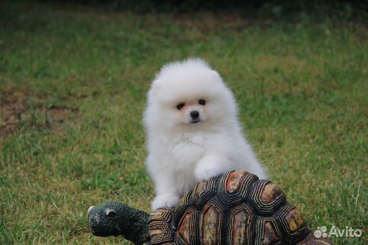 Белый Мишка мальчик.шпиц померанский