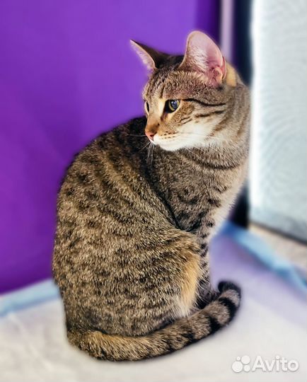 Кошечку оставили в подъезде.1.5 года