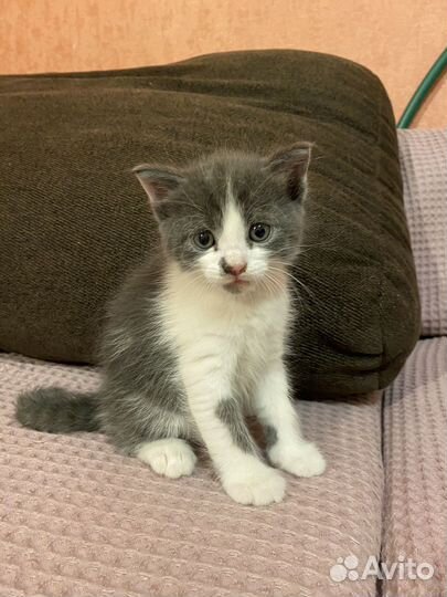 Котята бесплатно