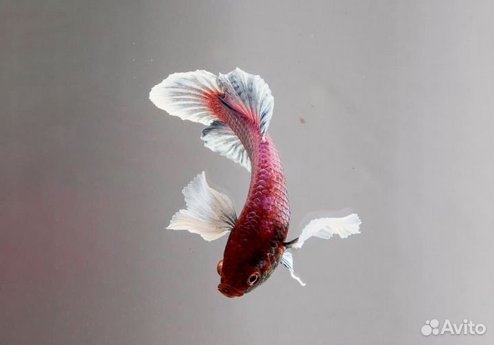 Петушок Плакат Дамбо пурпурный (Betta splendens v