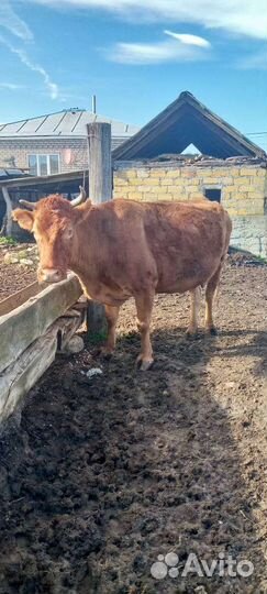 Корова на мясо