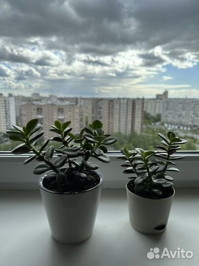 Толстянка (денежное дерево)