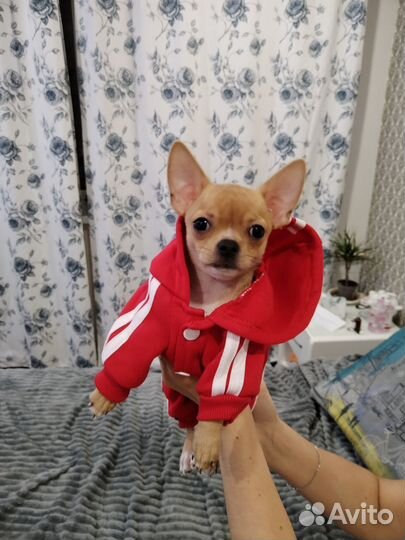 Вещи для собаки