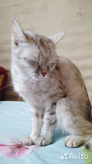 Кошечка в добрые руки